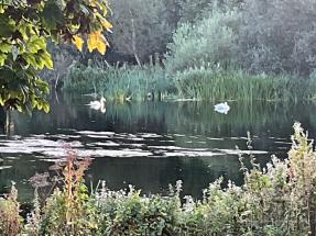 Ryder Cup 2027 Accommodation - Castleconnell Limerick