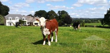 Ryder Cup 2027 Accommodation - Beaufort, Killarney